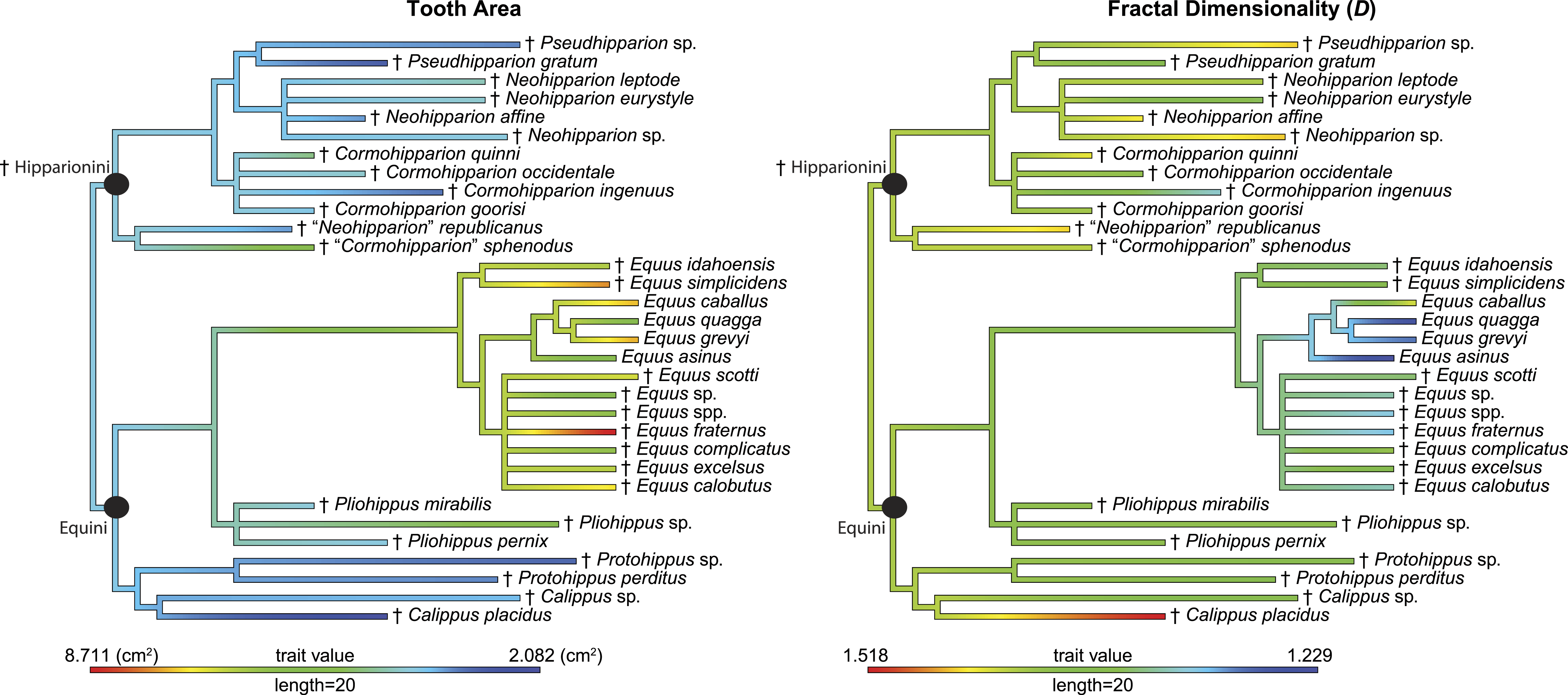 on-the-relationship-between-enamel-band-complexity-and-occlusal-surface