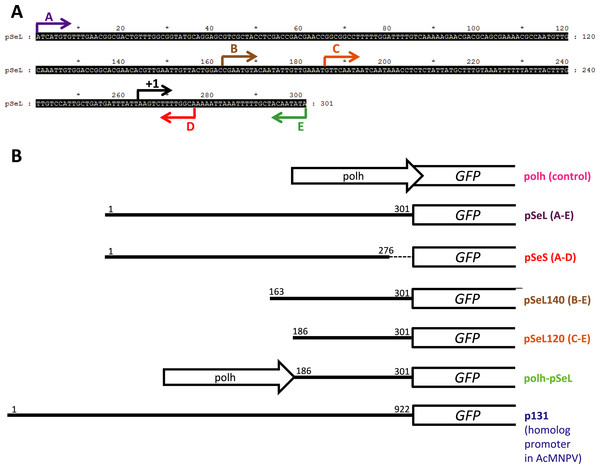 Schematic summary of the recombinant baculoviruses carrying different promoter regions employed in this study.