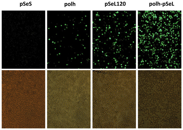 Fluorescence microscopy of Sf21 cells infected with the different baculoviruses.
