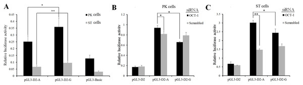 MARC0022311 in pig KL intron 1 affected promoter activity in PK and ST cells.