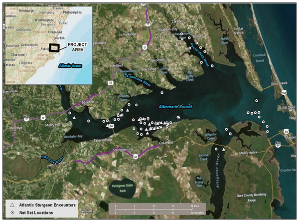 Map of the study area; Albemarle Sound, North Carolina (USA).