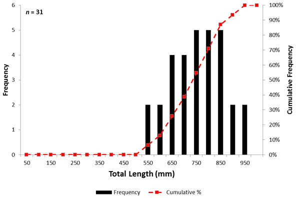 Length and cumulative frequency distribution of Atlantic sturgeon encountered in Albemarle Sound, North Carolina from April to October, 2014.