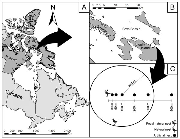 Location of the study area on Igloolik Island (Nunavut, Canada, 69.39°N; 81.55°W).