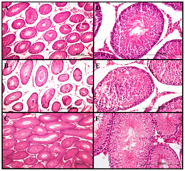 Histological analysis of testicular tissue.