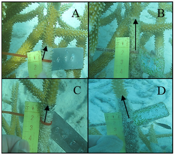 Tissue mortality of Acropora cervicornis with CCI on April 2012 (A) and May 2012 (B) and with WBD (C and D, respectively).