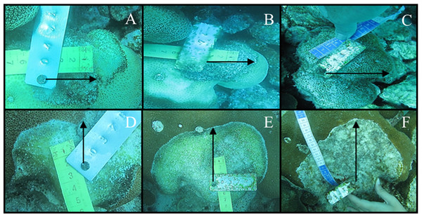 Tissue mortality of Orbicella annularis with CCI on April 2012 (A), May 2012 (B) and November 2012 (C) and of Orbicella faveolata (D, E and F, respectively).