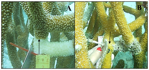 Tissue regeneration of Acropora cervicornis with WBD on April 2012 (A) and November 2012 (B).