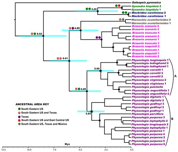 Phylogenetic tree of concatenated nuclear loci.