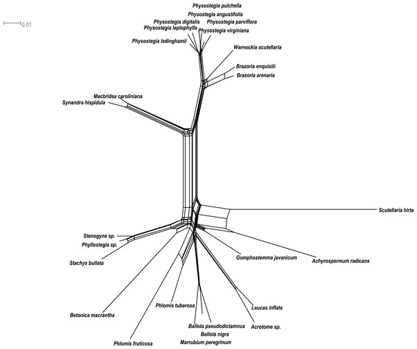 Phylogenetic network.