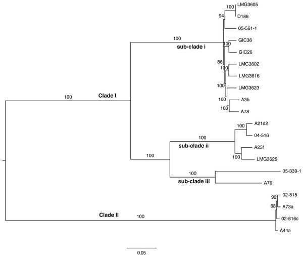 Maximum likelihood tree based on vertically inherited polymorphic sites core to 20 Rhodococcus isolates.