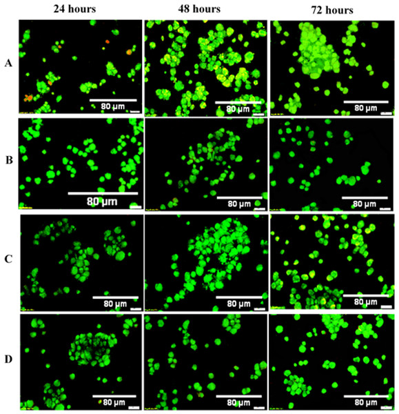 AOPI Viability: dual fluorescence for viable and nonviable cells treated with OPG-chitosan combinations and untreated cells.