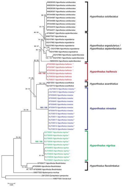Tree of Hyporthodus spp. based on COI sequences.