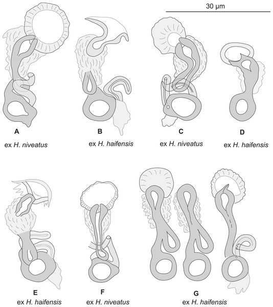 Pseudorhabdosynochus sulamericanus from various hosts, structure of sclerotised vaginae.