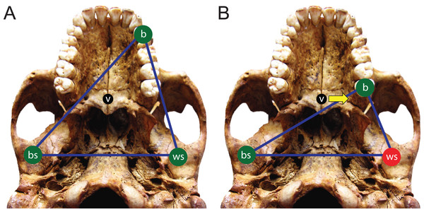The constrained lever model of jaw biomechanics.