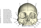 Human Feeding Biomechanics: Performance, Variation, And Functional 