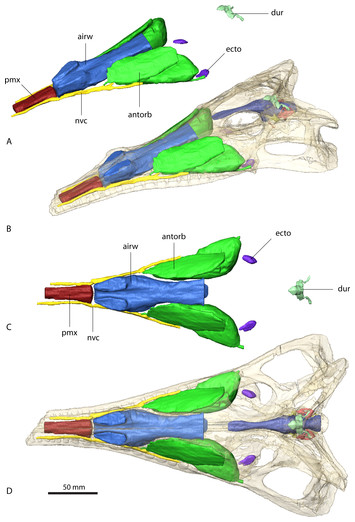 Neural And Endocranial Anatomy Of Triassic Phytosaurian Reptiles And 