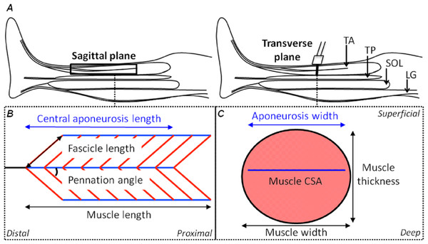 Schematic representations of the shank in the sagittal plane and the tibialis anterior muscle in the sagittal and transverse planes with its geometrical parameters defined.