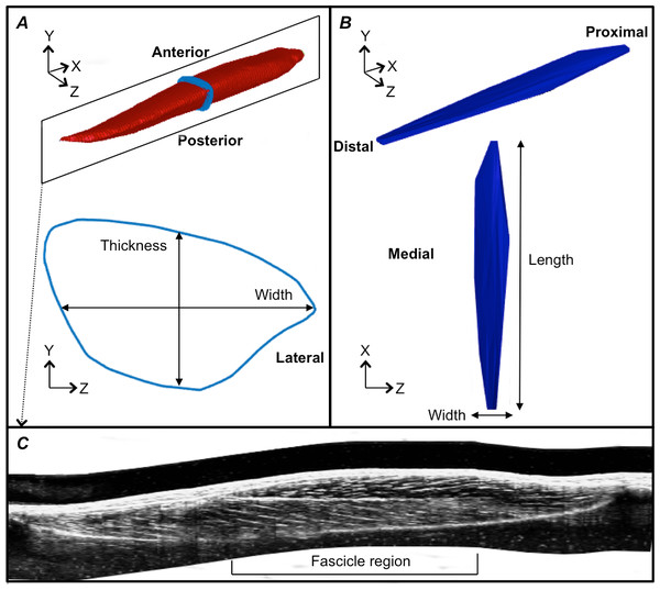 Reconstructions of the tibialis anterior muscle belly, central aponeurosis and muscle fascicles at rest.