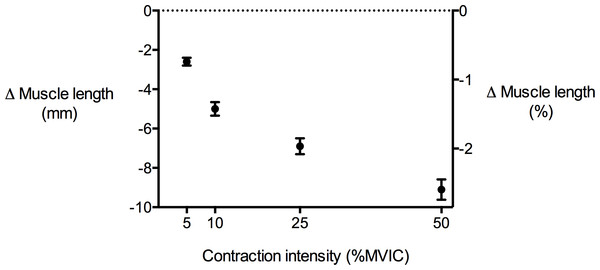 Tibialis anterior muscle length changes during isometric dorsiflexion contractions as a function of contraction intensity (% of maximal voluntary isometric contraction).