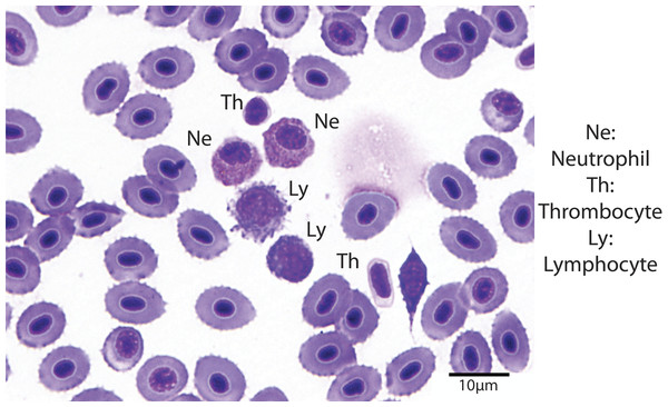 Blood smear illustrating the different cell types (Wright-Giemsa stain, 1000X).