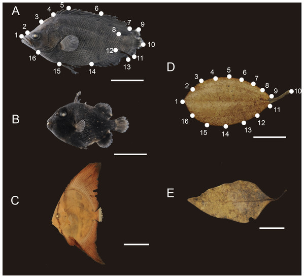 Mimetic fish and plant models.