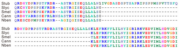 Alignment of protein sequences close to the intron variation site.