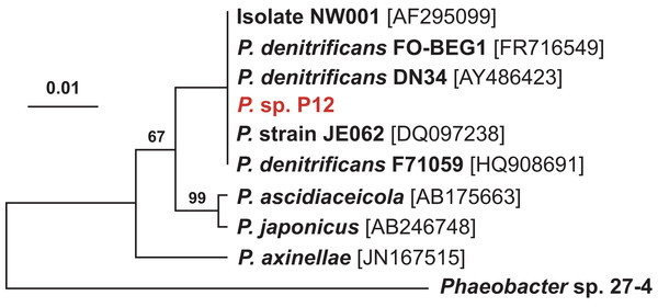 Maximum likelihood phylogenetic tree based on 16S rRNA gene sequences showing the isolate used in this study (P12 in red) and closely associated Pseudovibrio spp.