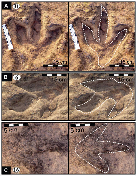 Photographs and interpretative outline tracings of individual tracks at the Mafube dinosaur track site.