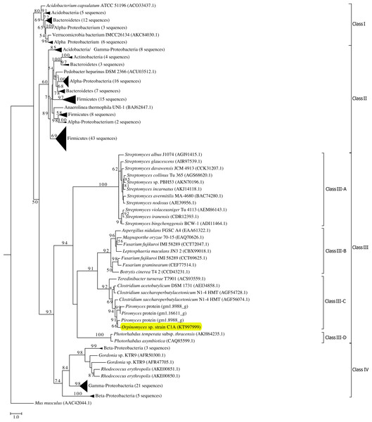 Phylogenetic analysis of GH39 β-xylosidases, including Bgxg1.