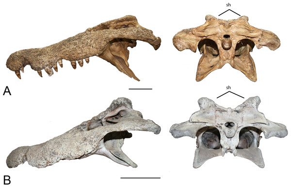 Squamosal horns. Left lateral view and posterior view of skulls showing degree of squamosal horn development.