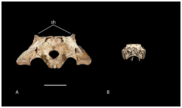 Posterior view of skulls showing degree of squamosal horn development in young individuals.