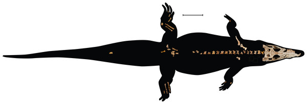 UAP-03.791, crocodylian specimen recovered from Anjohibe Cave, Northwestern Madagascar.