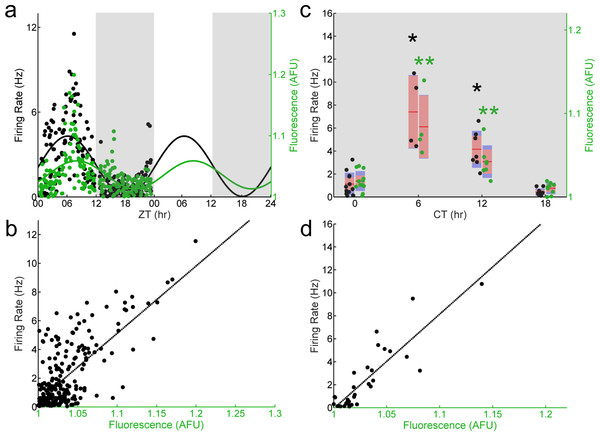 The correlation between E-box driven gene expression and spontaneous firing rate is preserved in individual Per2–/– SCN neurons.