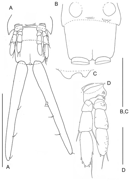 The remipede Speleonectes tulumensis.