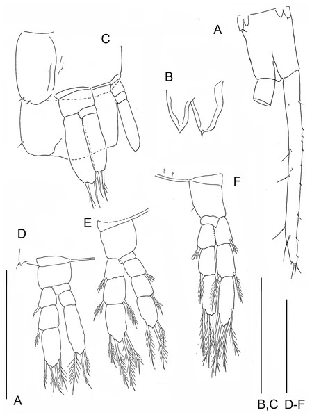 The remipede Speleonectes tulumensis.