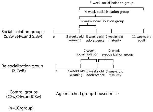 Treatment of divided mice groups with isolation and re-socialization.