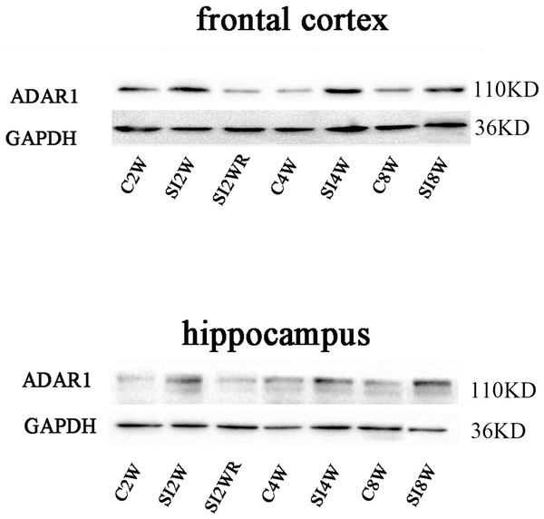 Increased ADAR1 (p110) protein expression in frontal cortex and hippocampus of isolated mice and its recovery by re-socialization.
