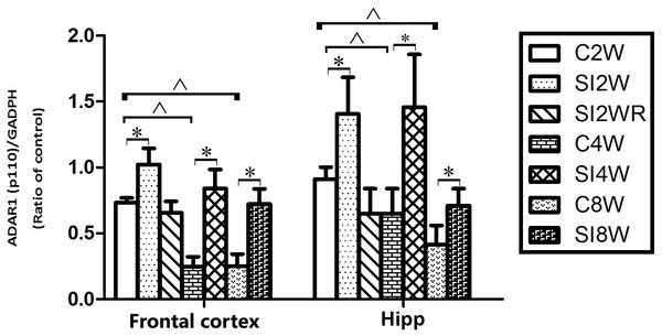 Increased ADAR1 (p110) protein expression in frontal cortex and hippocampus of isolated mice and its recovery by re-socialization in statistical analysis.