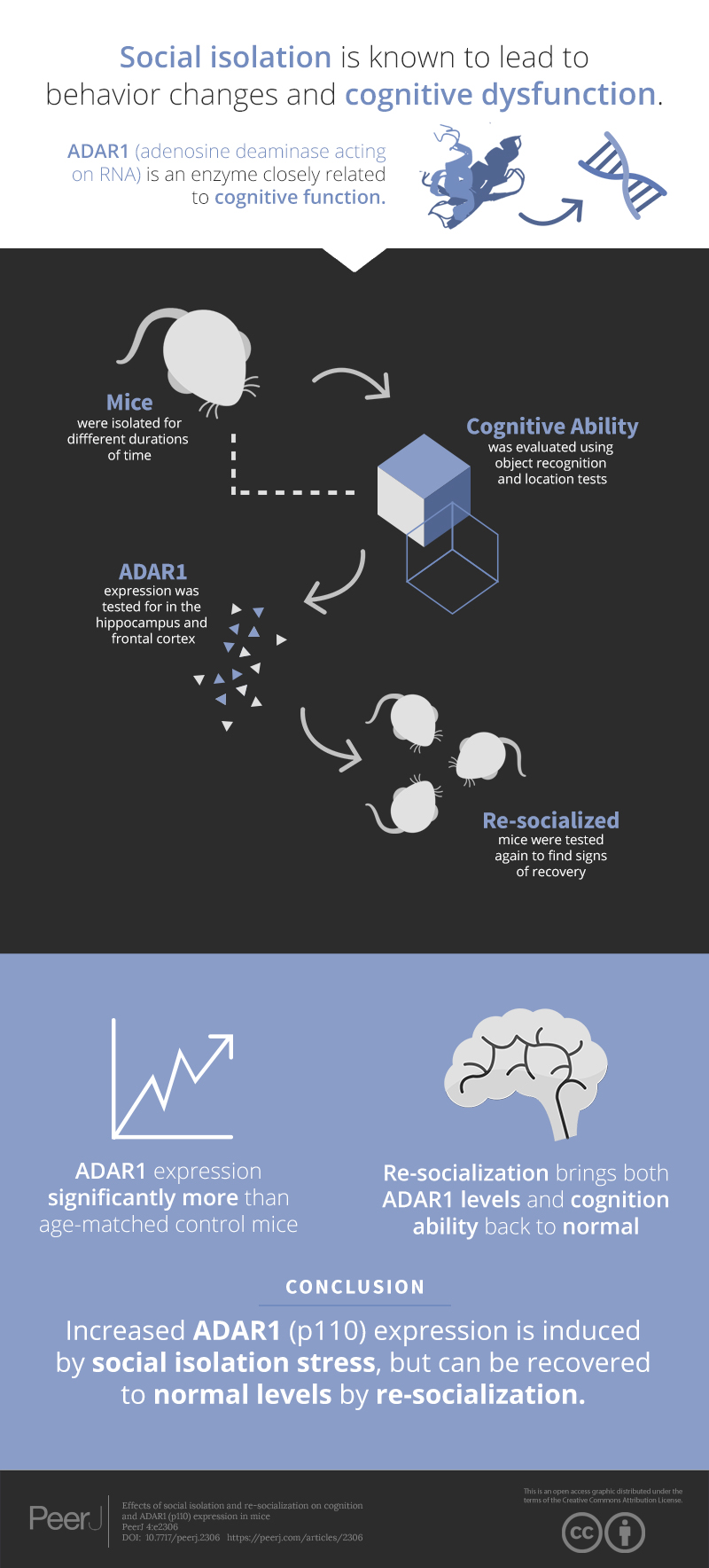 Effects of social isolation and re-socialization on cognition and ADAR1 ...