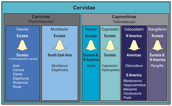 Overview of the current state of the art of cervid classification based on literature (e.g., Hassanin & Douzery, 2003; Pitra et al., 2004; Kuznetsova, Kholodova & Danilkin, 2005; Hernández-Fernández & Vrba, 2005; Hughes et al., 2006; Gilbert, Ropiquet & Hassanin, 2006; Marcot, 2007; Agnarsson & May-Collado, 2008; Duarte, González & Maldonado, 2008; Hassanin et al., 2012).