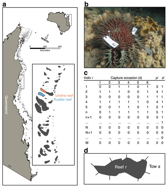 Sampling scheme for crown-of-thorns starfish (CoTS) mark-recapture study.