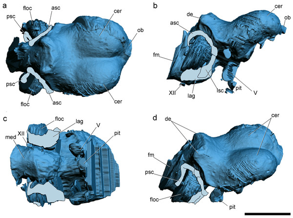 Surface-rendered CT-based reconstructions of the cranial endocast and endosseous labyrinth of the holotype of Allkaruen koi, in dorsal (A), right lateral (B), ventral (C) and dorsolateral (D) views.