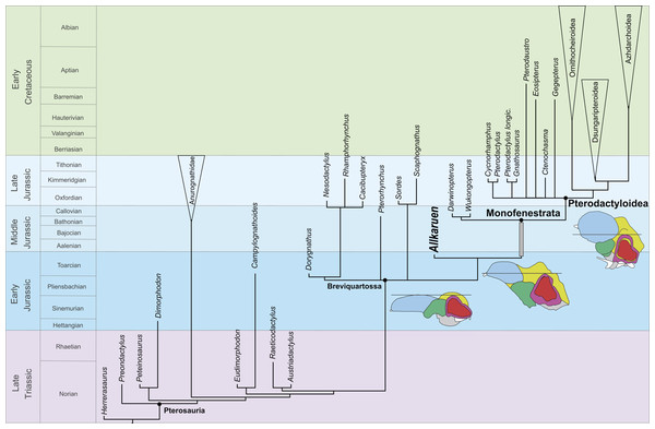Phylogenetic position of Allkaruen koi calibrated against geological time.