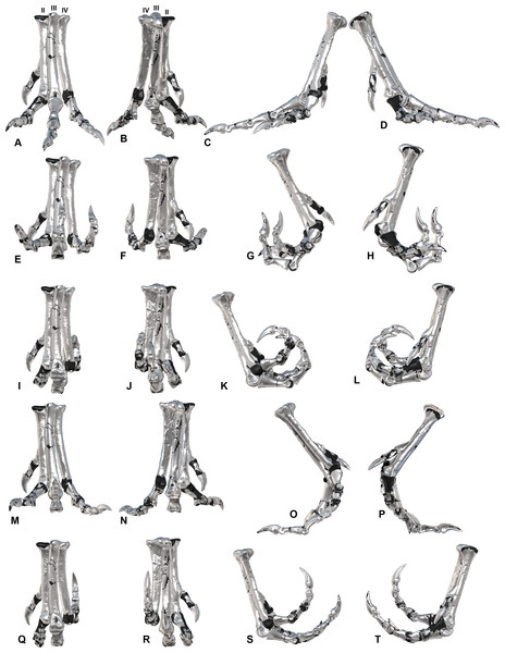 ROM of the Australovenator pedal digits with and without soft tissue.