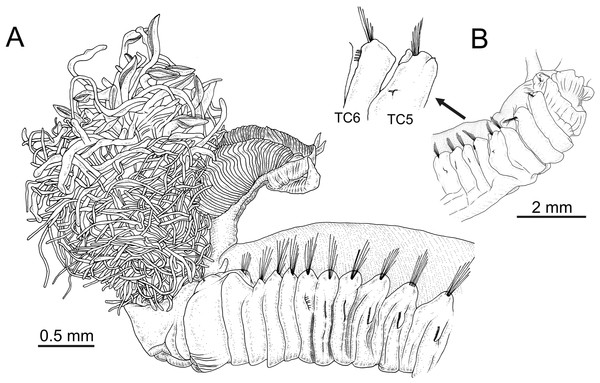 Line drawings of the species of Terebellides.