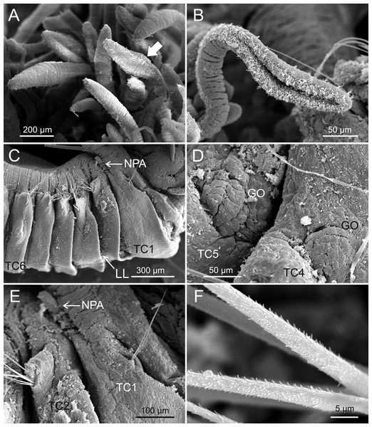 SEM micrographs of paratypes from Thailand and Myanmar.