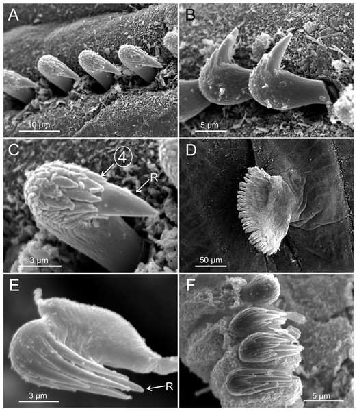 SEM micrographs of paratypes from Thailand and Myanmar, Cont.