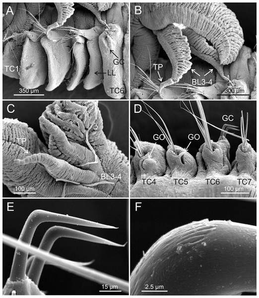 SEM micrographs of paratypes from Myanmar.