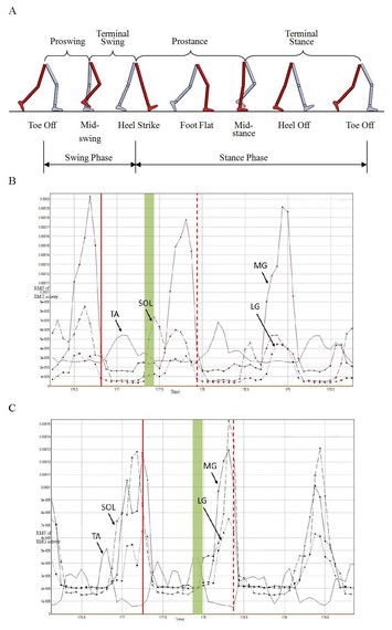 An investigation into the bilateral functional differences of the lower ...