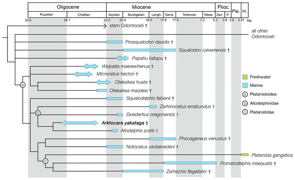 Phylogenetic results of Platanistoidea and major odontocete groups, calibrated for geologic time.
